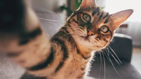 Miau Fest 2024 en CDMX: ¿Cuándo y dónde será el festival para los amantes de los gatos?