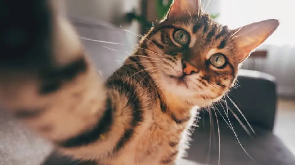 Miau Fest 2024 en CDMX: ¿Cuándo y dónde será el festival para los amantes de los gatos?