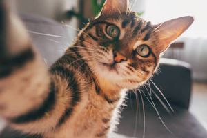 Miau Fest 2024 en CDMX: ¿Cuándo y dónde será el festival para los amantes de los gatos?