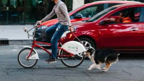 Entra en vigor la Ley de Protección a Animales en CDMX