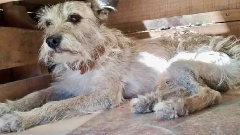La Sedema promueve la adopción y tutela responsable