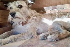 La Sedema promueve la adopción y tutela responsable