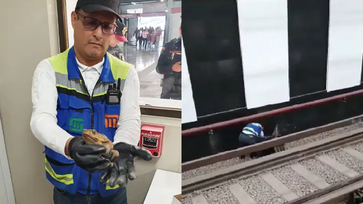¡Tú, mi príncipe azul! Sapo es rescatado de las vías de la terminal Pantitlán del Metro: VIDEO