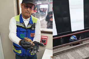 ¡Tú, mi príncipe azul! Sapo es rescatado de las vías de la terminal Pantitlán del Metro: VIDEO