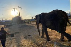 La elefanta Annie ya está en camino a la Ciudad de México; vivirá en mejores condiciones