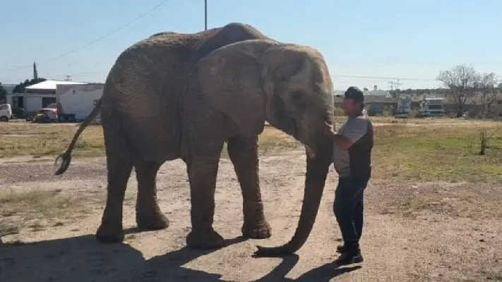 ‘Annie’: elefanta del circo al abandono y Profepa aún no define su nuevo hogar