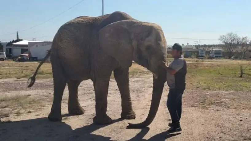 ‘Annie’: elefanta del circo al abandono y Profepa aún no define su nuevo hogar