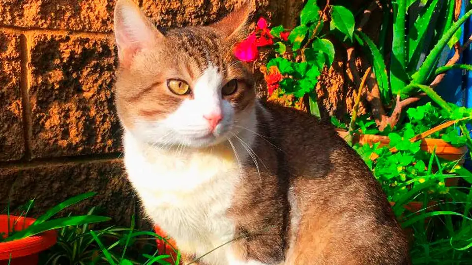Día Internacional del Gato: ¿Por qué se celebra el 8 de agosto?
