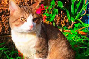 Día Internacional del Gato: ¿Por qué se celebra el 8 de agosto?