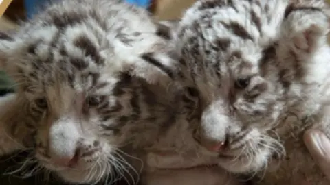 Nacen tres tigres blancos en Zacango; tú puedes ponerles el nombre