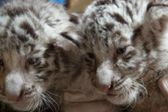 Nacen tres tigres blancos en Zacango; tú puedes ponerles el nombre
