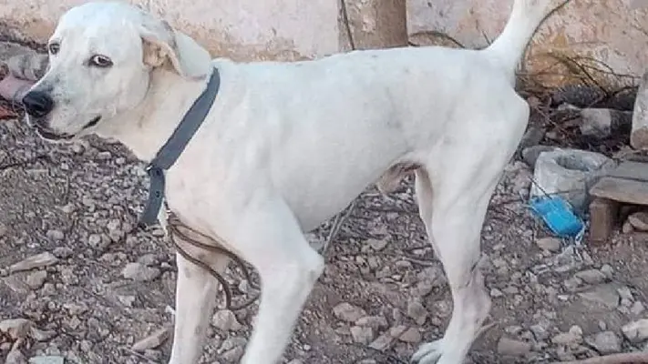 ¡Justicia para los animales! Se ha condenado a la primera persona por crueldad animal en Yucatán