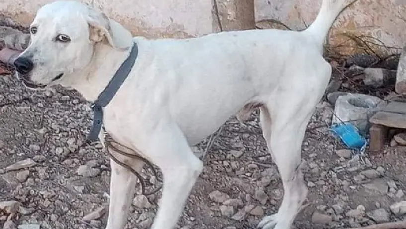 ¡Justicia para los animales! Se ha condenado a la primera persona por crueldad animal en Yucatán