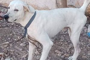 ¡Justicia para los animales! Se ha condenado a la primera persona por crueldad animal en Yucatán