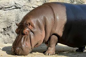 Hipopótamo mexicano que fue enviado a Japón decían que era macho, pero resultó hembra