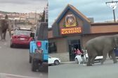 VIDEO: Elefante escapa de circo por ruido de un escape de auto