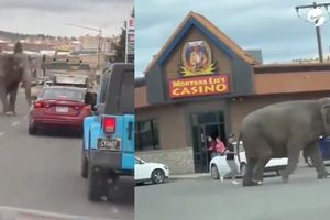 VIDEO: Elefante escapa de circo por ruido de un escape de auto