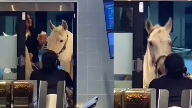 Amigas van por un café a Starbucks de Apodaca montadas en caballo