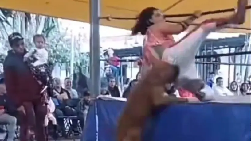 Perrito 'luchador' se vuelve viral tras dar mordidas a enmascarados al caer del ring
