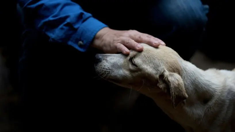 Adopción vs compra de perros: ventajas, desventajas y qué considerar
