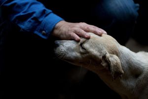Adopción vs compra de perros: ventajas, desventajas y qué considerar