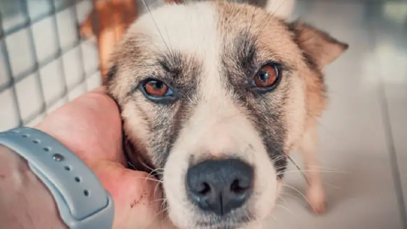 CDMX recomienda adoptar antes de comprar mascotas y alerta sobre venta ilegal