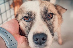 CDMX recomienda adoptar antes de comprar mascotas y alerta sobre venta ilegal