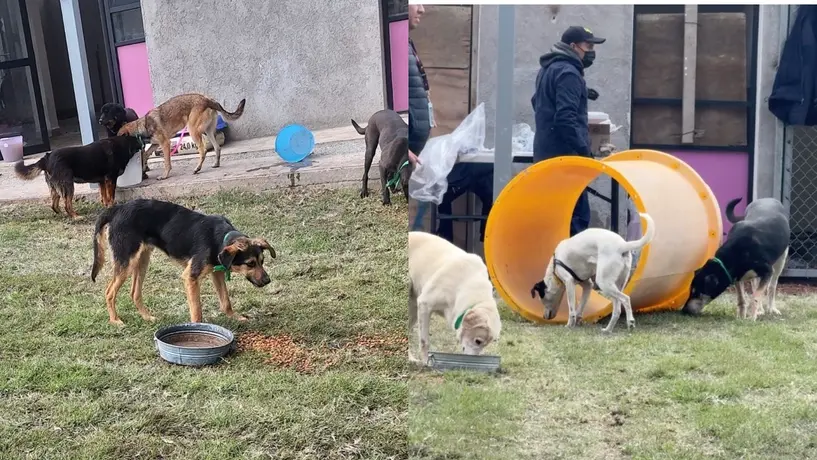 CDMX alista protocolo de adopción para los lomitos del Refugio Franciscano