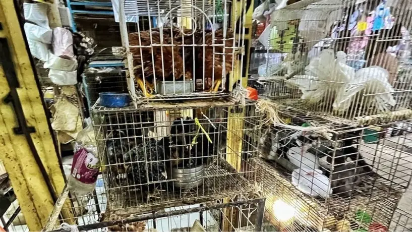 Mercado de Sonora dejará de vender animales desde el 1 de enero 2026