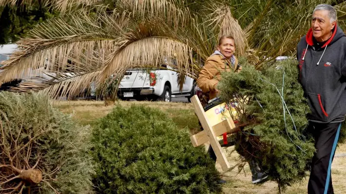 ¿Dónde llevar tu árbol de Navidad en CDMX? Lista de centros de acopio