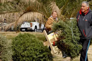 ¿Dónde llevar tu árbol de Navidad en CDMX? Lista de centros de acopio