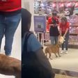 VIDEO: Perrito intenta “robar” peluche en tienda y clientes hacen ‘coperacha’ para comprárselo