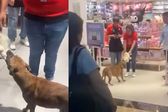 VIDEO: Perrito intenta “robar” peluche en tienda y clientes hacen ‘coperacha’ para comprárselo
