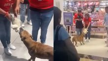 VIDEO: Perrito intenta “robar” peluche en tienda y clientes hacen ‘coperacha’ para comprárselo