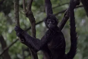 VIDEO: Mono araña ingresa a una tienda en Chiapas y muerde a una mujer