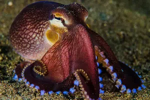 VIDEO: turista juega con pulpo sin saber que era altamente venenoso