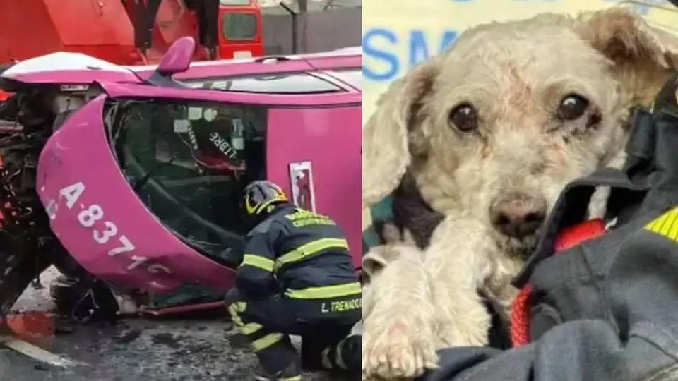 VIDEO: Muere taxista en trágico accidente en San Antonio Abad; rescatan con vida a su perrito
