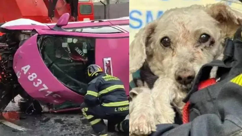 VIDEO: Muere taxista en trágico accidente en San Antonio Abad; rescatan con vida a su perrito