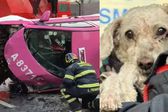 VIDEO: Muere taxista en trágico accidente en San Antonio Abad; rescatan con vida a su perrito