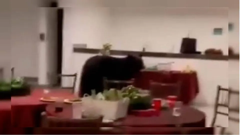Oso negro irrumpe en posada navideña en Nuevo León y se come la cena