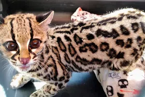 Rescatan a tigrillo en grave estado dentro de una casa en la CDMX