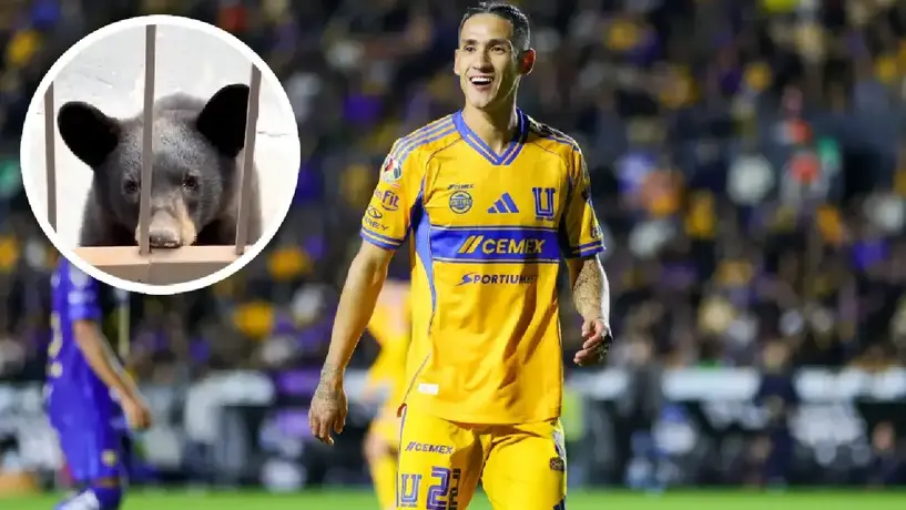 Osos irrumpen casa de jugador de Tigres y se 'roban' pertenencias