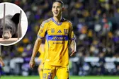 Osos irrumpen casa de jugador de Tigres y se 'roban' pertenencias