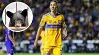 Osos irrumpen casa de jugador de Tigres y se 'roban' pertenencias