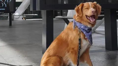 Indy, el perro de "Good Boy", hace historia al ganar el Premio Astra 2026