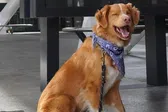 Indy, el perro de "Good Boy", hace historia al ganar el Premio Astra 2026