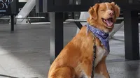 Indy, el perro de "Good Boy", hace historia al ganar el Premio Astra 2026