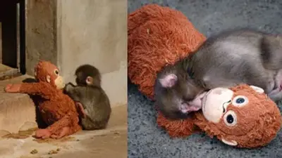 VIDEO:Punch, el mono bebé del zoológico de Ichikawa en Japón, es rechazado otra vez por su manada