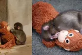 VIDEO:Punch, el mono bebé del zoológico de Ichikawa en Japón, es rechazado otra vez por su manada