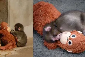 VIDEO:Punch, el mono bebé del zoológico de Ichikawa en Japón, es rechazado otra vez por su manada